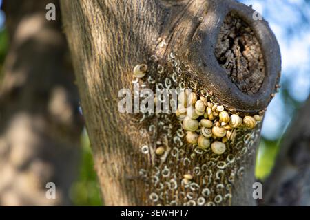 Many small snails clustering on a tree trunk, a natural phenomenon of them attaching to bark and forming intricate patterns Stock Photo