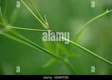 Vine louses on green plant. Group of vine louses on plant stem. Stock Photo