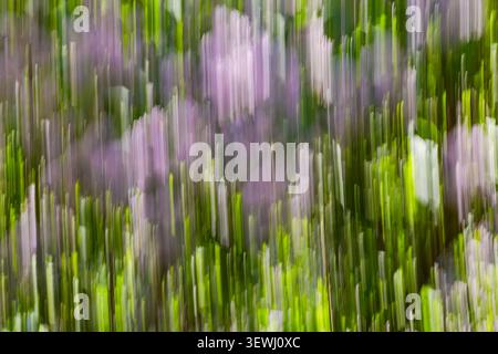 Close-up. Blurred image. Movement. Abstract background. A blooming common lilac tree. Irregular purple and  green lines. Stock Photo
