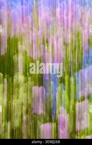 Close-up. Blurred image. Movement. Abstract background. A flowering common lilac. Irregular purple, green, and blue patches Stock Photo