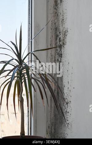 Mold visible on wall corner beside houseplant, black mold spots expanding along surface near window frame, damp environment causing damage, mold conta Stock Photo