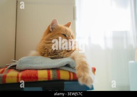 Orange ginger cat lounging comfortably on a plaid blanket with a gray towel, enjoying a relaxed moment inside a home illuminated by natural window light Stock Photo