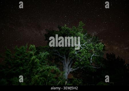 Milky way spreading across the night sky above a solitary oak tree Stock Photo