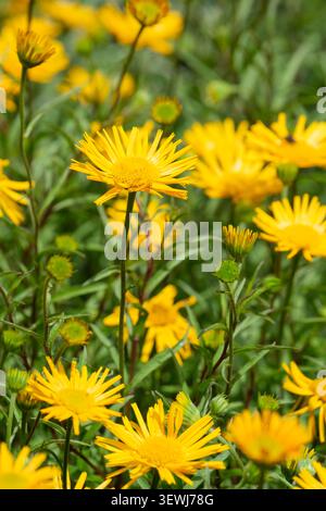 Buphthalmum salicifolium, yellow ox eye, daisy-like yellow flowers Stock Photo