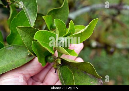 Young lime fruit on tree Stock Photo