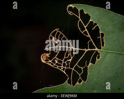 Macro photograph of a damaged green leaf showing a skeletal vein pattern and a tiny spider web against a dark background Stock Photo