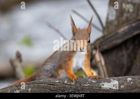 Red squirrel perches alertly on weathered wood. Eyes wide, ears pointed, it stares directly at viewer. Fur blends warm browns with soft white underbel Stock Photo