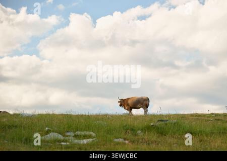 A low-angle minimalist shot of a single brown domestic cow standing on the ridge of a green grass field with a clear low horizon, silhouetted against Stock Photo