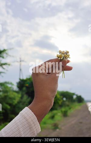 Hand Holding Small Wildflowers Against a Bright Sky. A close-up, vertical shot of a person's hand gently holding a tiny bouquet. Stock Photo