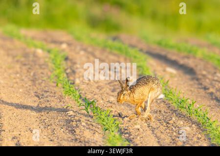 Wild brown hare on farmland in The Isle of Man Stock Photo