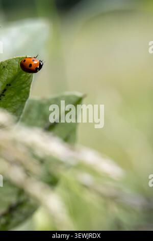 Ladybug with red shell and black spots crawling on the edge of a vibrant green leaf, soft natural background Stock Photo