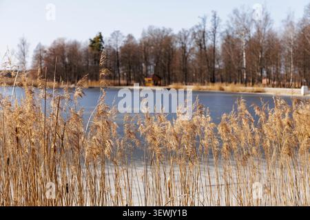 Close up shot of dry golden reed grass swaying in the wind with a frozen lake and small wooden gazebo out of focus in the background. Stock Photo