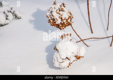Delicate dried hydrangea flower heads are blanketed with soft white snow, casting gentle shadows on the pristine ground below Stock Photo