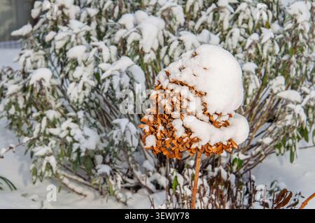 Winter garden scene with snow-covered dried hydrangea and green foliage Stock Photo