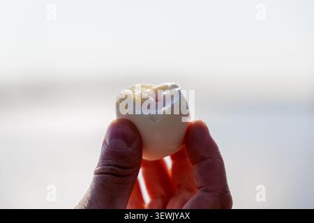 Close-up of a human hand holding a freshly peeled, soft-boiled boiled egg against a bright, clean, minimalist background. Stock Photo