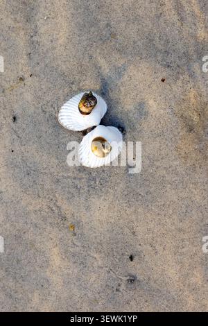 Two white seashells lie side by side on wet sand. Golden, smooth interiors reflect light softly. Sand grains surround them, textured and damp. Nature' Stock Photo