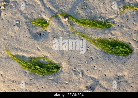 Green seaweed drifts across sandy beach surface. Sunlight casts soft glow over textured sand. Tiny shells and pebbles scattered nearby. Seaweed strand Stock Photo