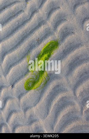 Bright green stain on soft, rippled sand. Texture contrasts with color, drawing the eye. Natural pattern suggests tide or wind. Ideal for nature, trav Stock Photo