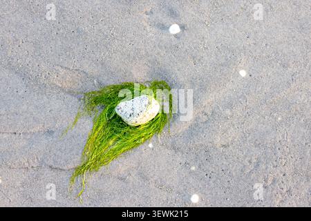 White stone rests in green seaweed on wet sand. Sunlight glints softly off the beach's surface. Seaweed drapes loosely around the rock's edges. Minima Stock Photo