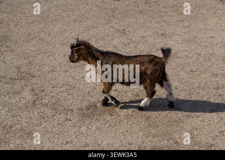 Young brown goat walking on a farmyard Stock Photo