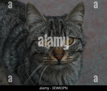 Close-up portrait of a grey tabby stray cat looking at the camera in Ankara, Turkey. Stock Photo