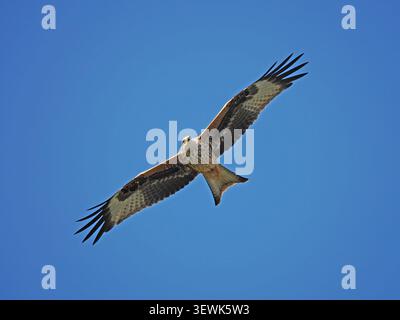 red kite (Milvus milvus) in flight at feeding time Bellymack farm, Galloway, Scotland,UK Stock Photo