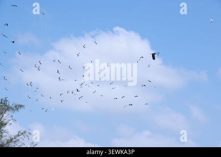 Large flock of Common Cranes Grus grus Sandhill Cranes hovering or flying high up in the blue sky. Sandhill cranes in flight migrating. Bird migration Stock Photo