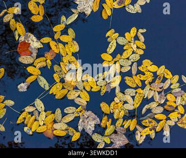A close-up view of yellow and brown autumn leaves floating on dark pond water, creating contrasting colors, delicate textures and reflective ripples t Stock Photo