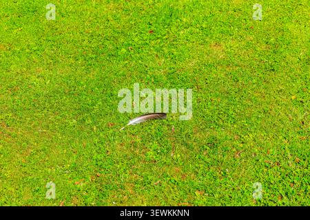 Close-up view of lone bird feather resting on green lawn in summer. Sweden. Stock Photo
