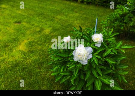 Close-up view of white peony blossoms growing in garden lawn after rainfall. Sweden. Stock Photo