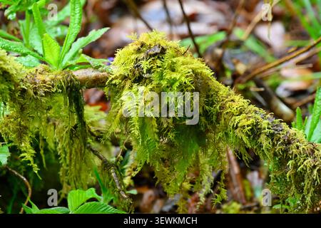 Common Tamarisk-moss - Thuidium tamariscinum growing on rhododendron branch UK May Stock Photo