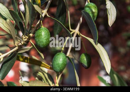 Close-up of an olive tree branch with leaves and green olives Stock Photo