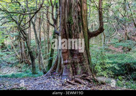 A centuries-old sugi cedar tree, its roots exposed and small votive offerings placed at the base of its trunk, stands on the Nakasendo near Nagiso, Nagano Prefecture, Japan. Its lower branches extend horizontally, almost like a seat inviting rest. Yet according to Shinto belief, this resting place was reserved for the deities – travellers in the Edo period would never have dared sit here. Mountains, trees, rocks, rivers and waterfalls can all be sacred in Shinto, because kami are thought to dwell within them. Stock Photo