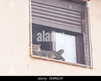 Tabby cat resting comfortably on a window ledge behind a mosquito screen Stock Photo