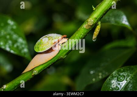 Green Tropical Land Snail Crawling on Branch in El Yunque National Forest Puerto Rico Stock Photo