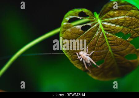 Katydid Nymph Resting on Tropical Leaf in Rainforest Macro Photography from puerto rico Stock Photo
