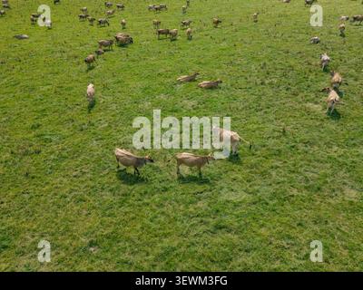 Aerial view of a herd of cattle resting in a vibrant green pasture in ...