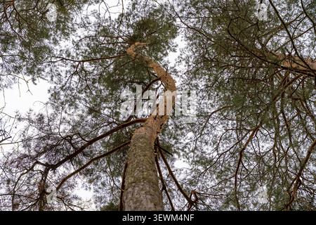 Twisted pine trunk in a forest in the Czech Republic Stock Photo