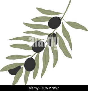 Stylized olive branch showing cluster of ripe dark fruit and narrow elongated leaves on thin stem, flat muted green palette on white background Stock Vector