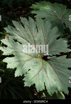 Gunnera or Giant Rhubarb, Gunnera killipiana, Gunneraceae. Guatamala, Honduras and Mexico. Stock Photo