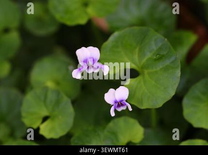 Australian Native Violet or Banks' Violet, Viola banksii, Violaceae. Australia. Viola banksii is commonly known as native violet. Stock Photo
