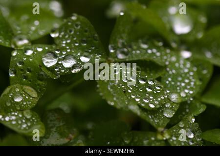 raindrops on freshness green leaves after rain Stock Photo