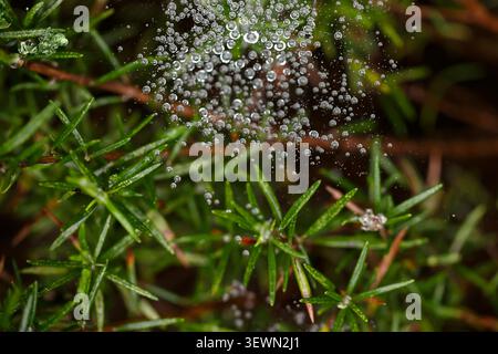 Spider web covered with dew drops on green rosemary Stock Photo