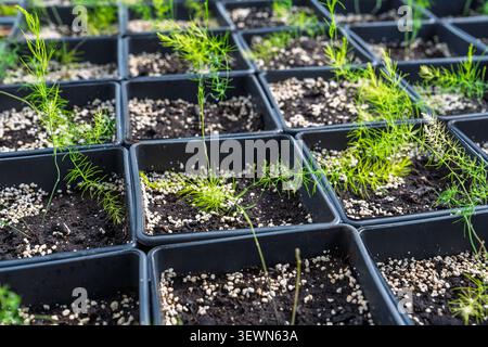 Young Asparagus Seedlings Growing in Small Black Plastic Pots in a Greenhouse Plant Nursery Stock Photo