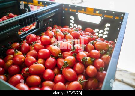Ripening small crimson fruits on lush vines inside a sunny structure and harvested produce in a crate showing eco friendly agricultural methods. Stock Photo