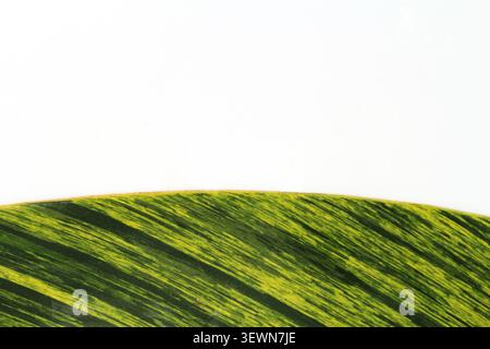Macro shot of a curved variegated shell ginger leaf edge showcasing dynamic yellow-green stripes and linear texture against a white space Stock Photo