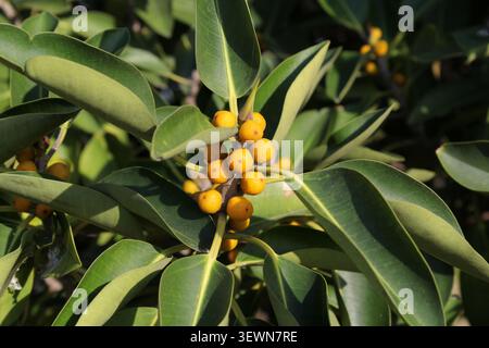 Yellow fruits ripening on the leafy green branches of an Australian native fig ficus tree Stock Photo