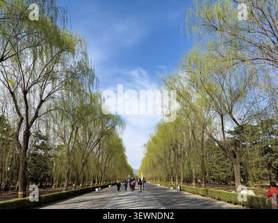 Visitors walk along a broad stone avenue bordered by spring willow trees at the Ming Tombs in Beijing, China, under a blue sunny sky Stock Photo