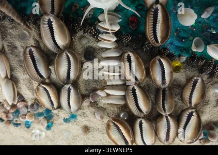Close-up of cowrie shells and small white seashells scattered on textured sand with blue glass pieces, creating a natural coastal background with a ca Stock Photo