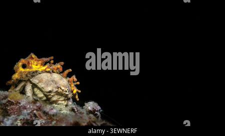 Dromia personata sponge crab carrying sponge camouflage underwater macro Adriatic Sea black background Stock Photo